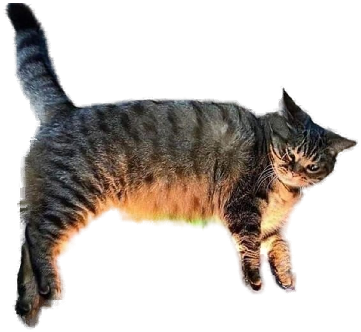 Photograph cutout of a tabby cat lying down with a rainbow glow under his body, looking completely unbothered.